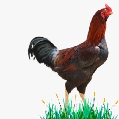 Lịch Dùng Kháng Sinh Và Vitamin Cho Gà Ta Lai Nòi Minh Dư