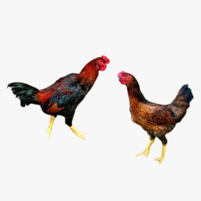 Lịch Phòng Vác Xin Cho Gà Nòi Lai Ta Minh Dư