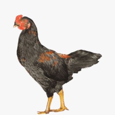 Mô Hình Nuôi Gà Ta Lai Nòi Hiệu Quả