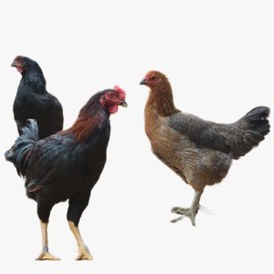 Kỹ Thuật Nuôi Gà Ta Lai Nòi Thả Vườn