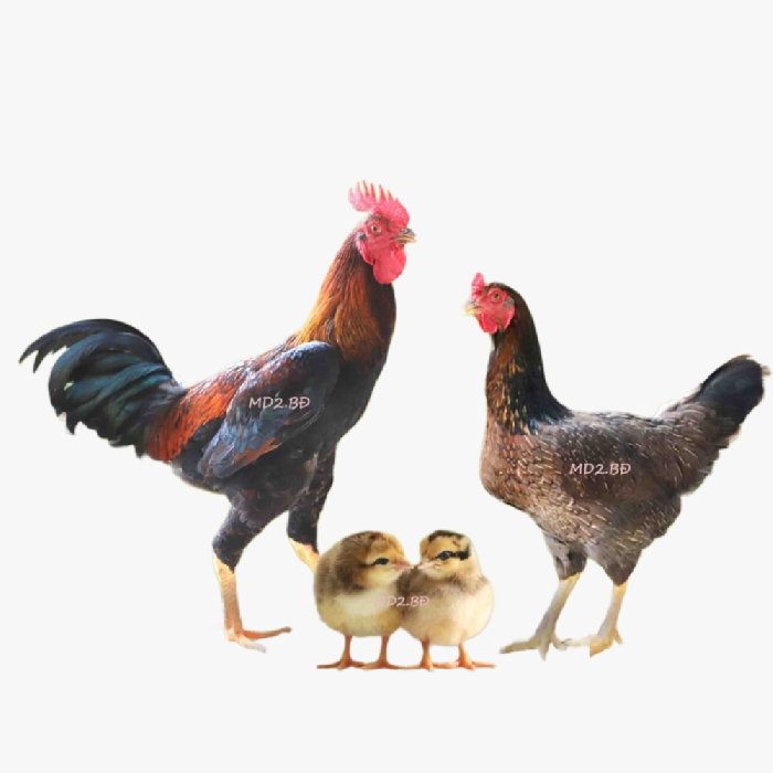 Gà Ta Lai Nòi Minh Dư MD2.BĐ